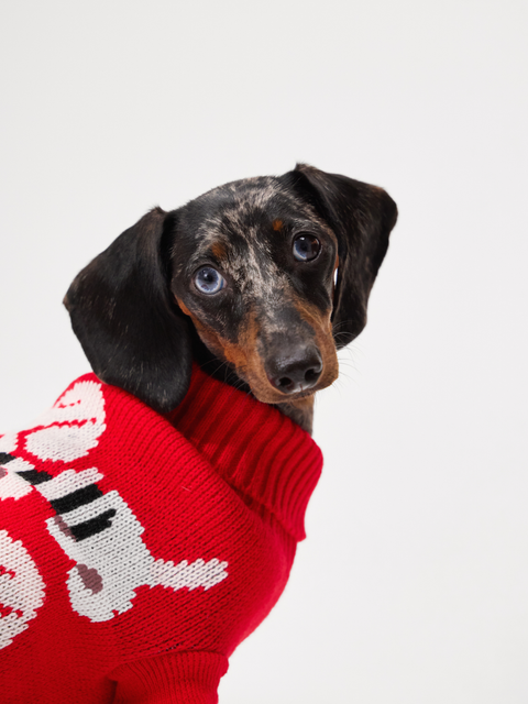 Dachshund Care Guide for New Owners — Everything You Need to Know