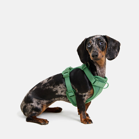 Built for your Doxie