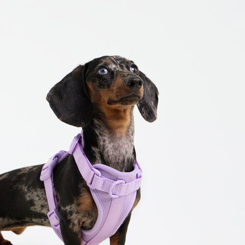 Your Doxie will thank you