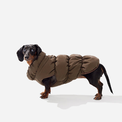 Espresso fleece puffer jacket on a mini dachshund, side view