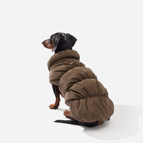 Espresso fleece puffer jacket on a dachshund sitting, seen from behind