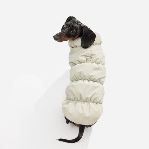 Beige fleece puffer jacket on a dachshund sitting, seen from behind