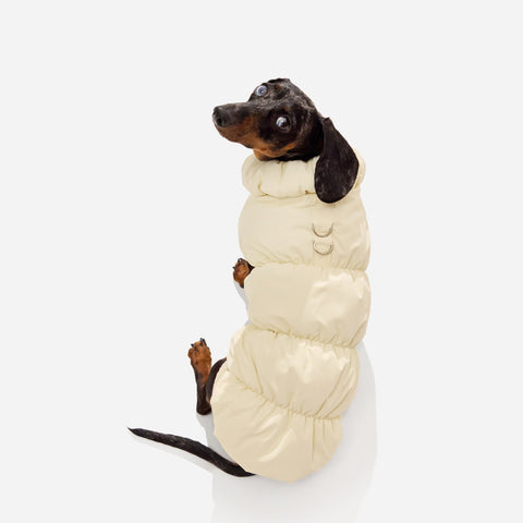 Cream fleece puffer jacket on a dachshund sitting, seen from behind