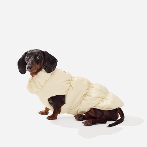 Cream fleece puffer jacket on a dachshund sitting, seen from side