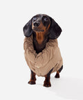 Mocha fleece puffer jacket on a mini dachshund, front view
