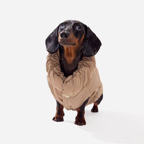 Mocha fleece puffer jacket on a mini dachshund, front view