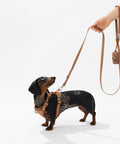 Dapple dachshund wearing a mocha brown walk set with matching leash — Doxie Warehouse