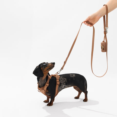 Dapple dachshund wearing a mocha brown walk set with matching leash — Doxie Warehouse