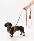 Dachshund on a walk in a Doxie harness and matching leash