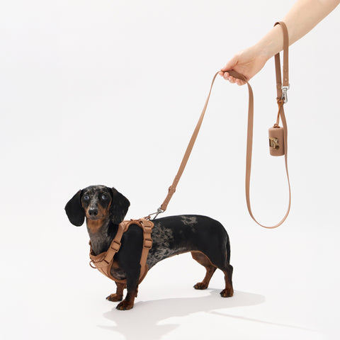 Dapple dachshund wearing a mocha brown harness with padded chest support — Doxie Warehouse