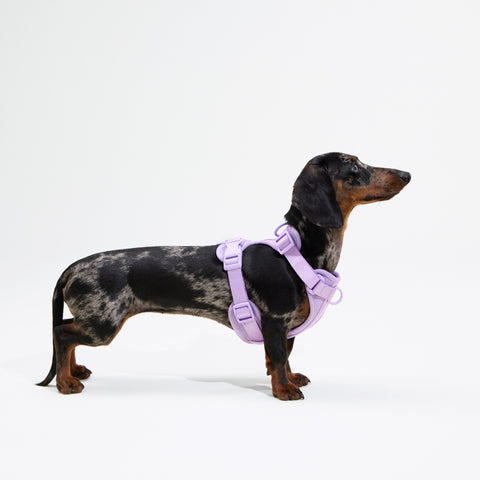 Doxie Harness
