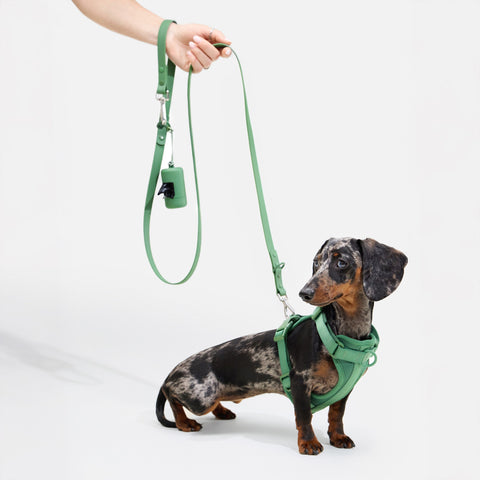 Doxie Harness
