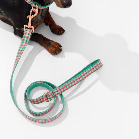 Gingham Collar