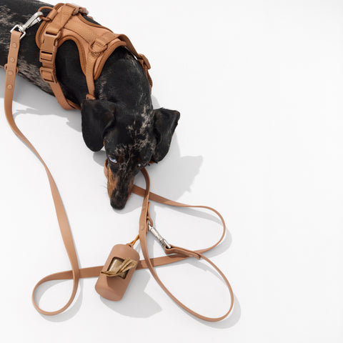 Dapple dachshund wearing a mocha brown walk set with matching leash — Doxie Warehouse