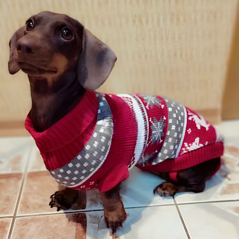 Doxie Sweater