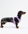 Mini dachshund wearing a Doxie Warehouse harness, side view showing chest coverage