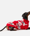 Mini dachshund lying down in a knit dachshund sweater
