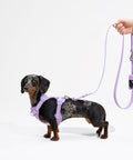Complete dachshund walk set including harness, leash and poop bag holder
