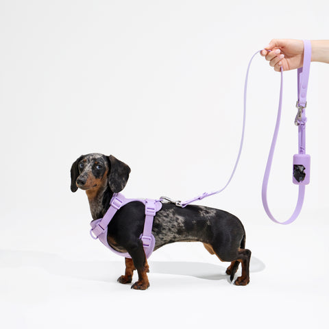 Complete dachshund walk set including harness, leash and poop bag holder
